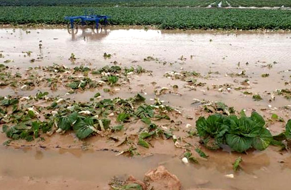 UPA reclama al Gobierno regional ayudas para los agricultores afectados por lluvias torrenciales